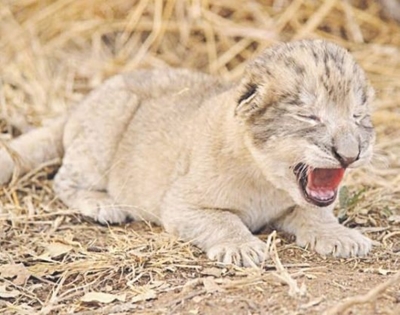 ‘Test-tube’ babies could save big cats