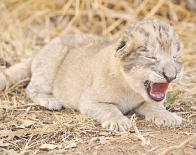 ‘Test-tube’ babies could save big cats