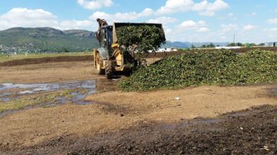 Coca-Cola invests R25m towards Hartbeespoort hyacinth removal