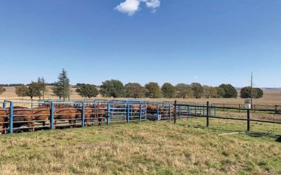 The importance of maintaining reproductive health in a herd