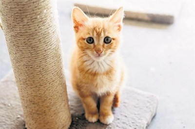The reality behind the SPCA's work