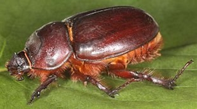 Tree loss pushing beetles to the brink