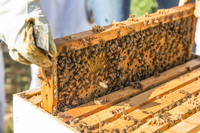 To bee or not to bee