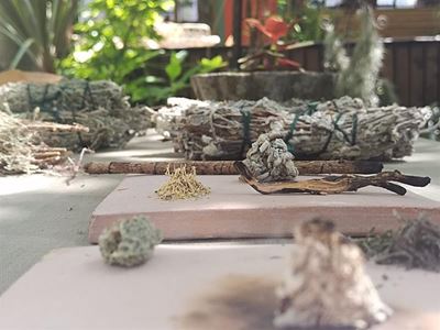 Workshop explore indigenous use of aromatic plants