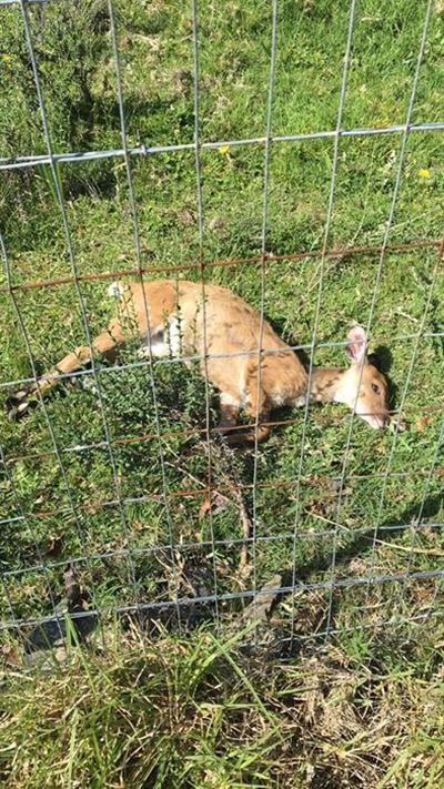 ‘Stop unnecessary walls, fencing to save wildlife’