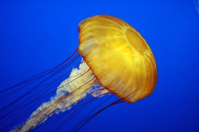 Dying jellyfish can still sting