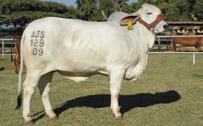 Cattle branding: How to get it right every time