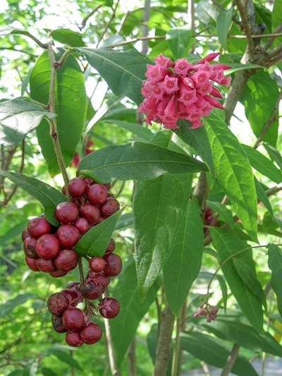 Alien invasive plants: Inkberry