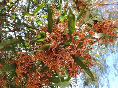 GRDM asks for R29m grant for alien plant control