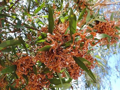 GRDM asks for R29m grant for alien plant control