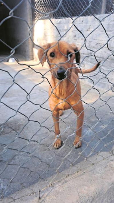 Adopt forever love!