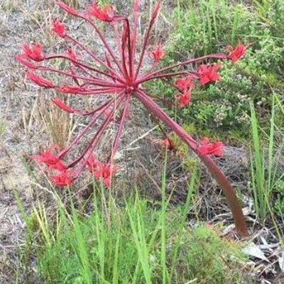 Bulbous beauties a water-wise bonus