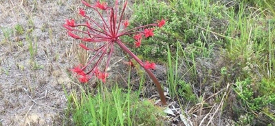 Bulbous beauties a water-wise bonus