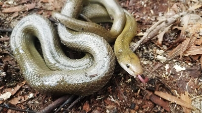 Beach clean-up yields beautiful reptile surprise