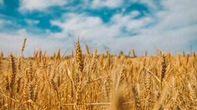 Adverse global weather creates potent bull market for wheat