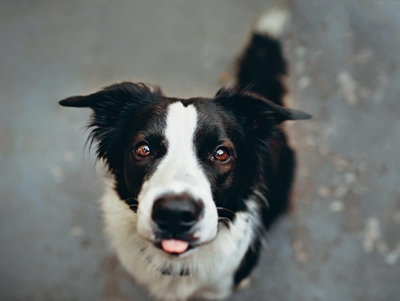 Get the right dog for your family