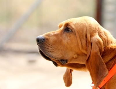 How to cope with putting a pet to sleep