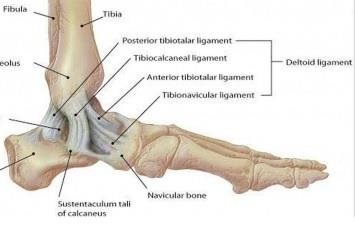 Ankle injuries: Eversion sprains