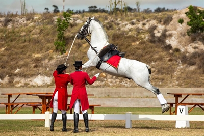 Dancing horses coming to George