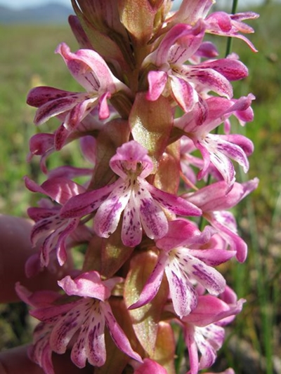 Illegal trade in orchid's blossoms in Knysna