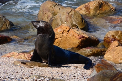 Rabies detected in Cape Town seal