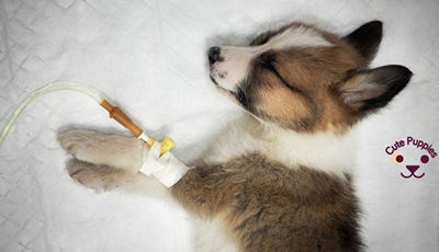 Distemper: Dogs must be vaccinated
