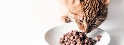 Prohibition of animals on food premises