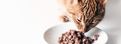 Prohibition of animals on food premises
