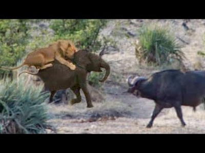 Buffaloes rescue baby elephant from lions