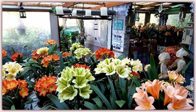 Gewilde clivias nie meer net oranje blomme nie