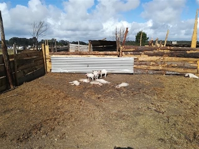 Piglets brutally beaten to death