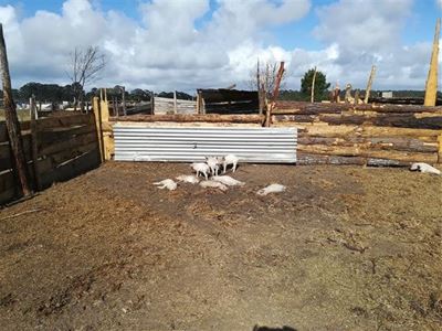 Piglets brutally beaten to death