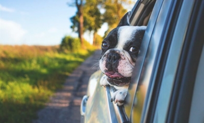 How to go on a road trip with your dog