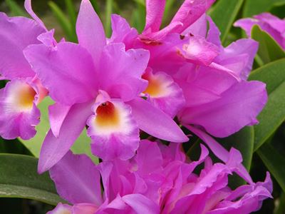 Orchid Society hosts Spring Show