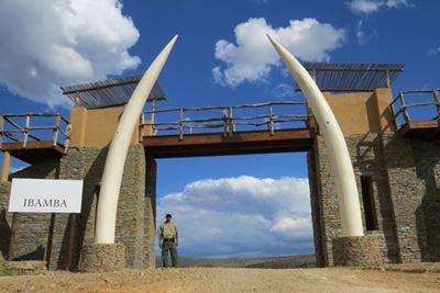 Game ranger killed by buffalo