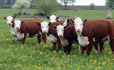 How to select a top-performing beef cow