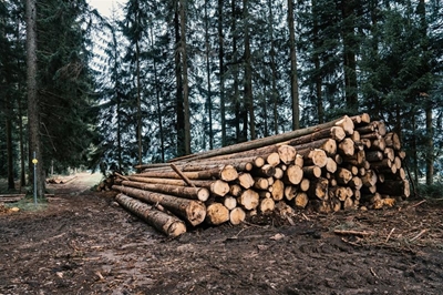 How responsible forestry can be part of a plastic pollution solution 