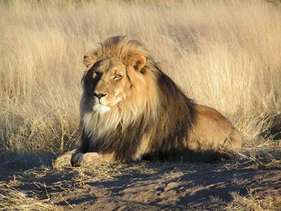 Lion search gets assistance from unlikely source