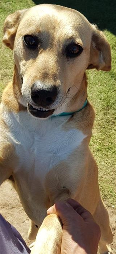 Dogs for adoption at Odin