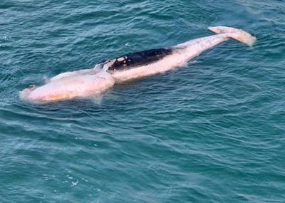 Whale carcass washes ashore