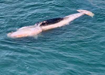 Whale carcass washes ashore