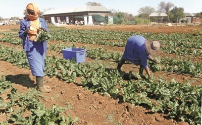Women in agri can create jobs, ensure food security