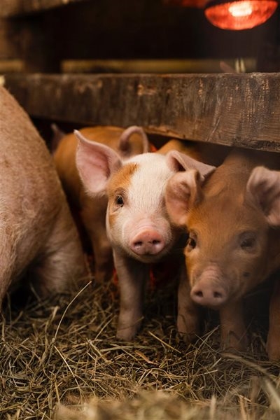 Very cold weather expected: Small stock farmers warned