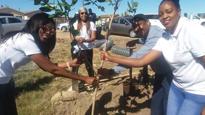 Bome in Rosedale geplant