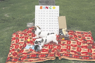 Time for Bingo with the SPCA