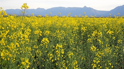 Sonskynvelde sorg vir glimlag