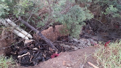 Carcasses dumped on farm