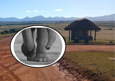 Elephant tramples reserve employee to death outside Mossel Bay