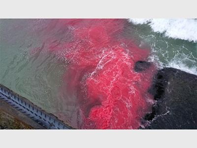 Mystery pollutant turns sea red