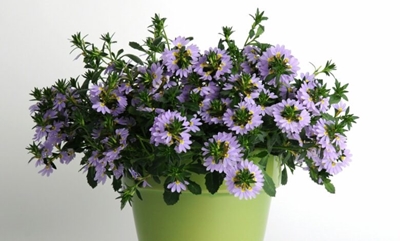 December gardening …happy holiday planting